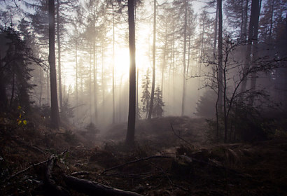 Tapeta Misty Forest 29099